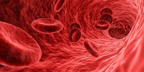 Rakta Dhatu Blood in Ayurveda