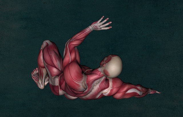 Mamsa Dhatu Muscle Tissue