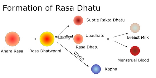 Rasa Dhatu Lymph